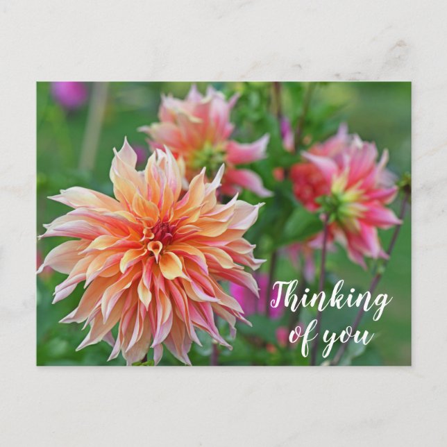 Carte Postale Orange et rose Dahlia Flower Penser à vous (Devant)