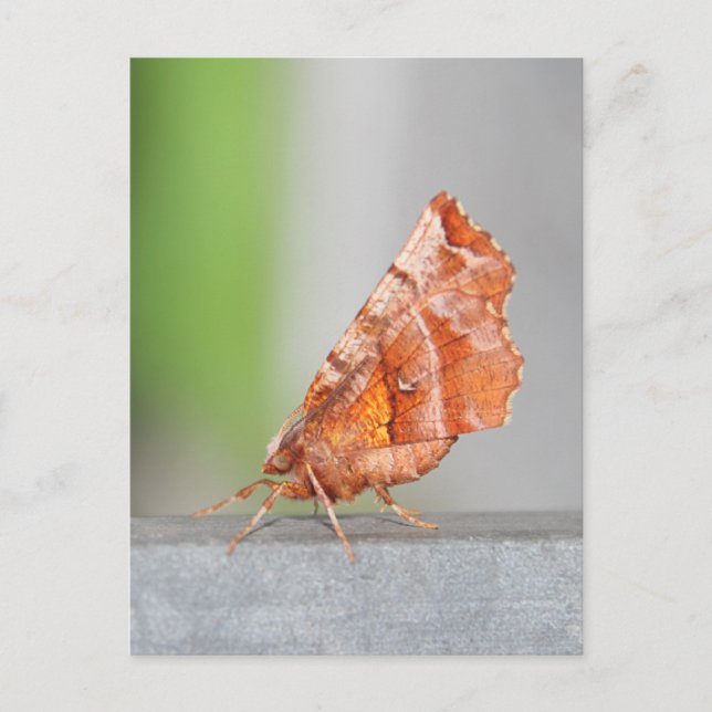 Carte Postale Orange et teigne Brown. (Devant)