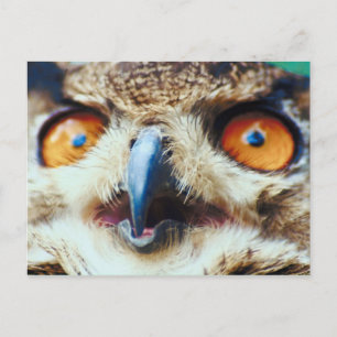 Carte Postale Orange Eyed Owl
