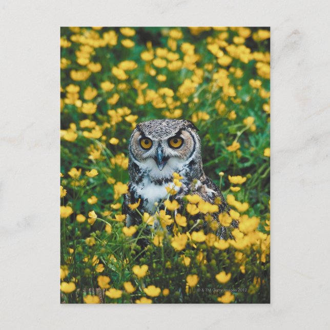Carte Postale Orange Eyed Owl dans le pré des fleurs (Devant)