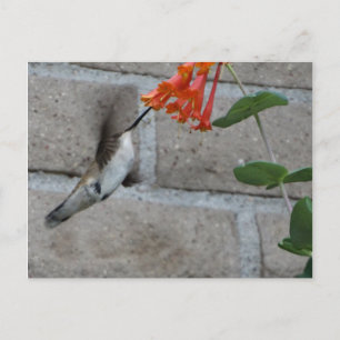 Carte Postale Orange flower Hummingbird