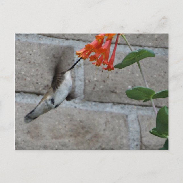 Carte Postale Orange flower Hummingbird (Devant)