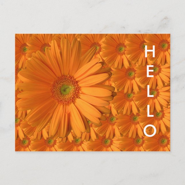 Carte Postale Orange Gerber Daisy (Devant)