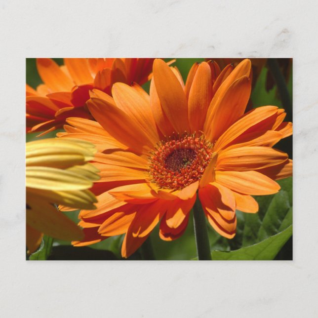 Carte Postale Orange Gerbera (Devant)