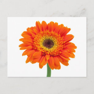 Carte Postale Orange Gerbera Daisy Flower