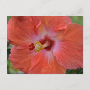 Carte postale Orange Hibiscus