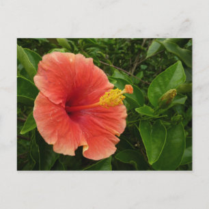 Carte Postale Orange Hibiscus Fleur Tropical Floral