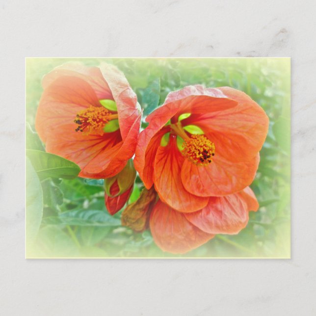 Carte Postale Orange Hibiscus Fleurs (Devant)