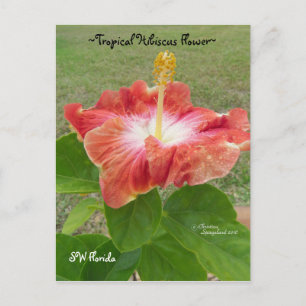 Carte postale Orange Hibiscus Flower Florida Spieg