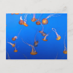 Carte postale Orange Jellyfish