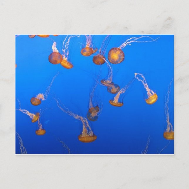 Carte postale Orange Jellyfish (Devant)