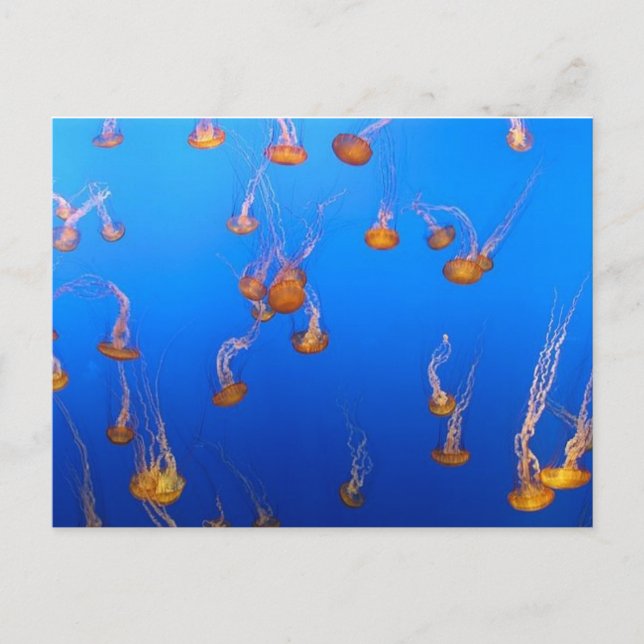 Carte postale Orange Jellyfish (Devant)