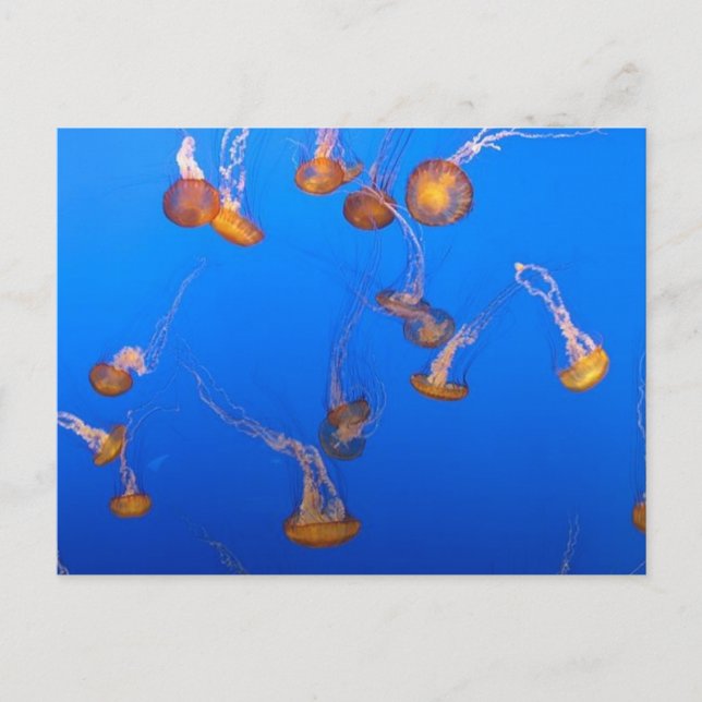 Carte postale Orange Jellyfish (Devant)