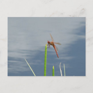 Carte Postale orange Libelle Postkarte