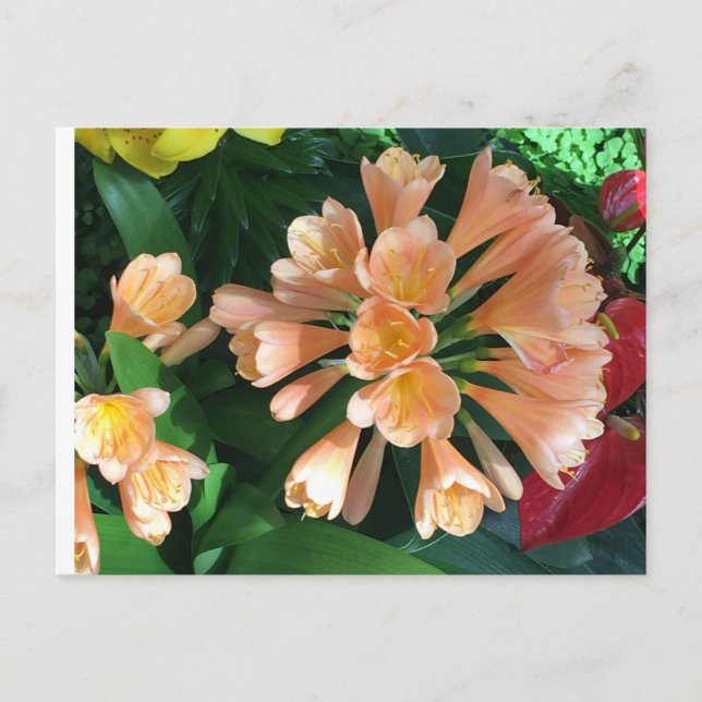 Carte Postale Orange Lilly (Devant)