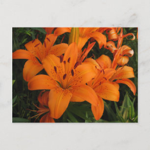 Carte postale Orange Lily