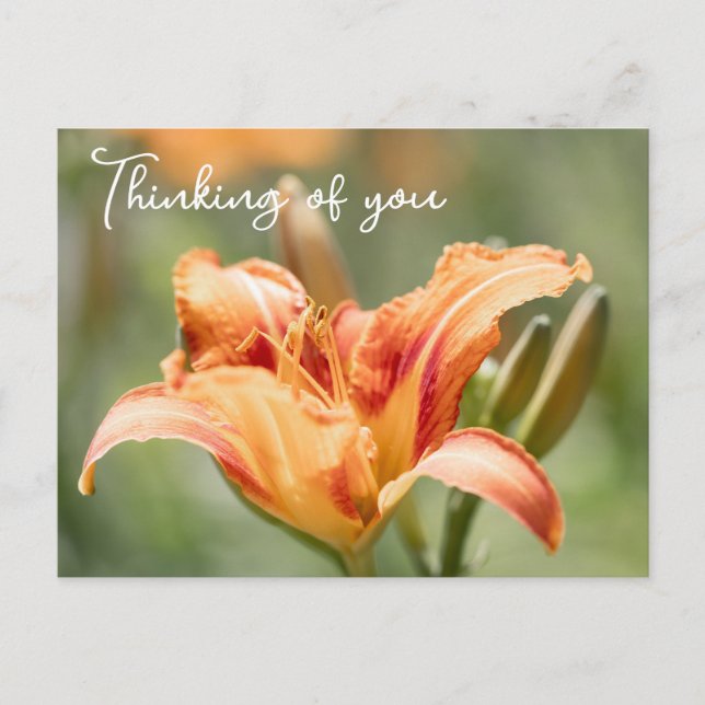 Carte Postale Orange Lily Pensant À Vous (Devant)