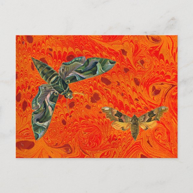 Carte postale Orange Marblé Moth (Devant)