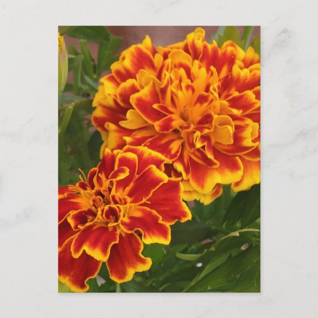 Carte Postale Orange Marigolds Garden Photo (Devant)