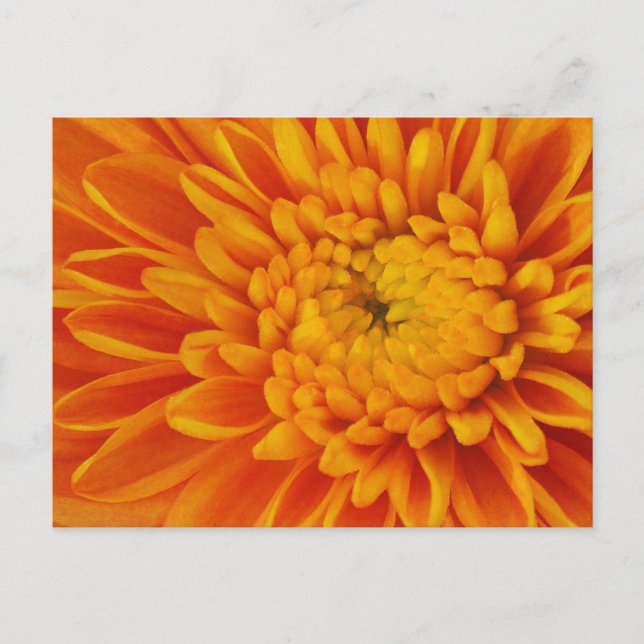 Carte postale Orange Mum Fall Floral Photographie (Devant)