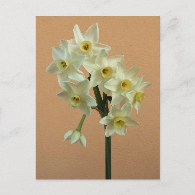 Carte postale Orange Narcissus (Devant)