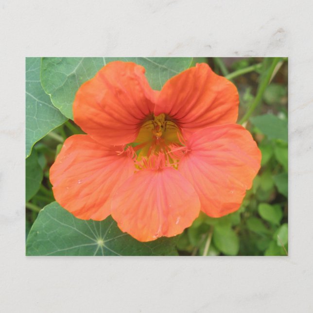 Carte postale Orange Nasturtium Flower (Devant)
