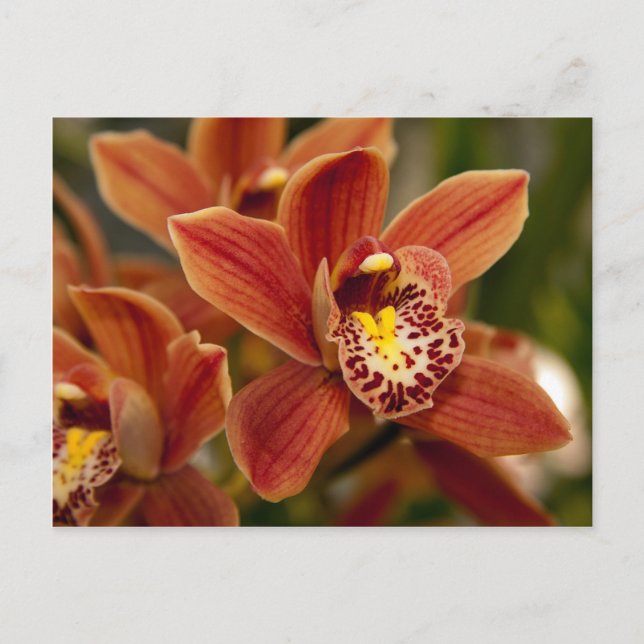 Carte Postale Orange Orchid Flowers (Devant)