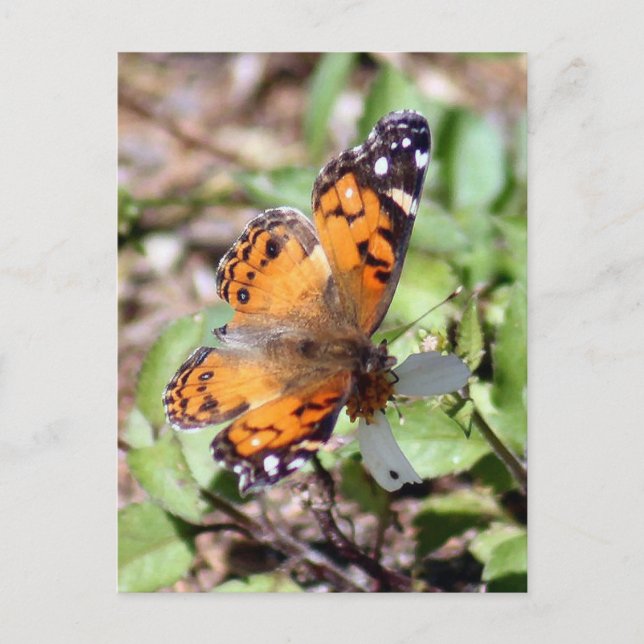 Carte postale Orange Papillon Brown Photo (Devant)