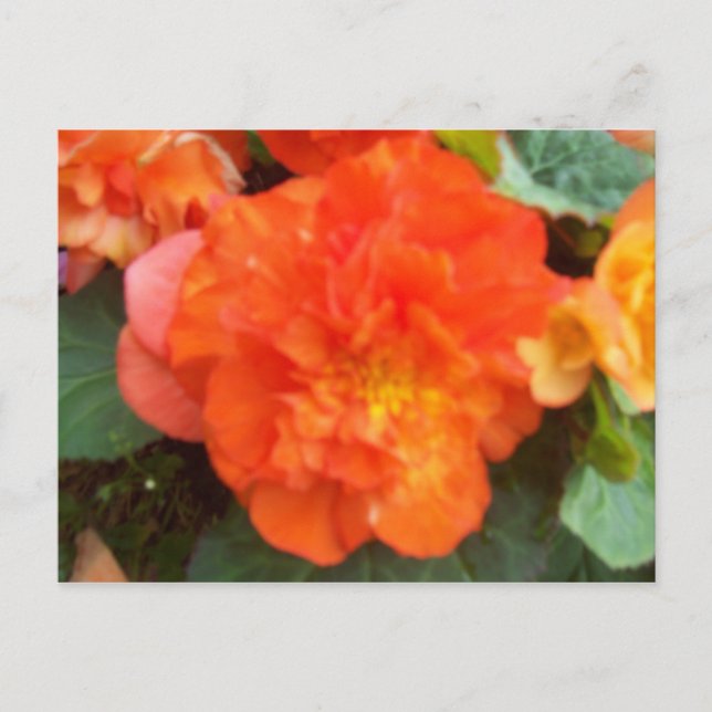 Carte Postale Orange Peony (Devant)
