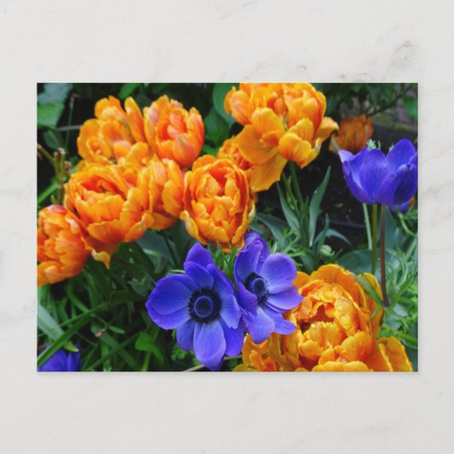 Carte Postale Orange Peony Tulips & Blue Anemones do-it-yourself (Devant)