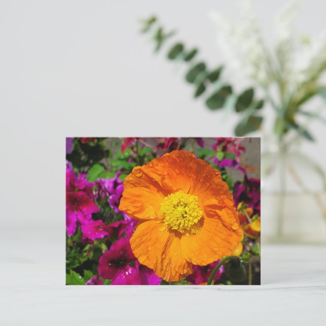 Carte postale Orange Poppy (Debout devant)