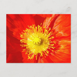 Carte Postale Orange Poppy Postcard
