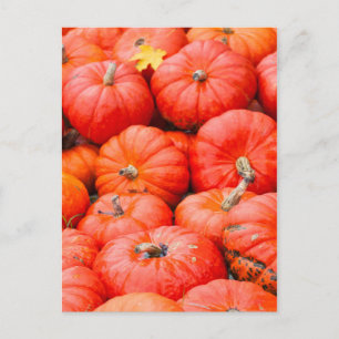 Carte Postale Orange pumpkins at market, Germany