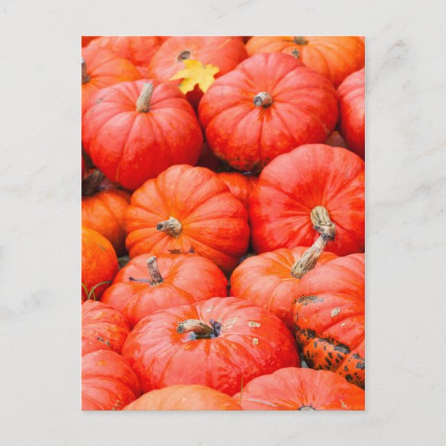 Carte Postale Orange pumpkins at market, Germany (Devant)