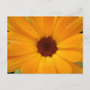 Carte postale Orange Rain Daisy