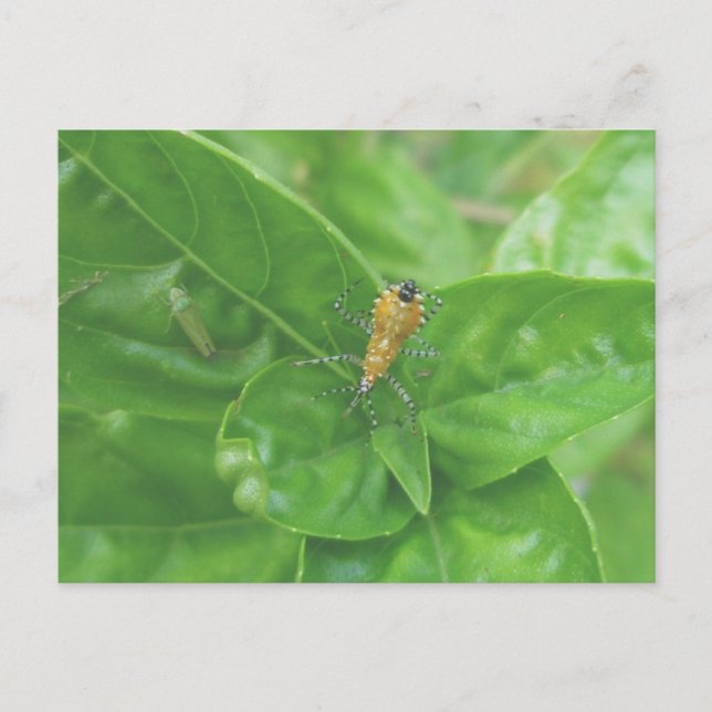 Carte postale Orange Reduviid (Devant)