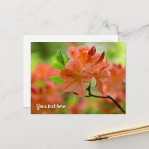 Carte postale Orange Rhododendron