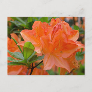 Carte postale Orange Rhododendron Lemonara Fleurs