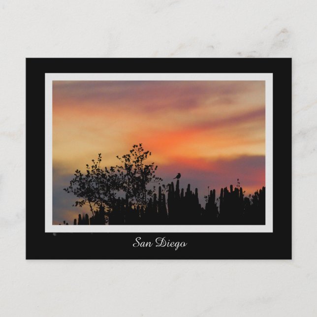 Carte Postale Orange rose de San Diego d'oiseau dramatique de (Devant)