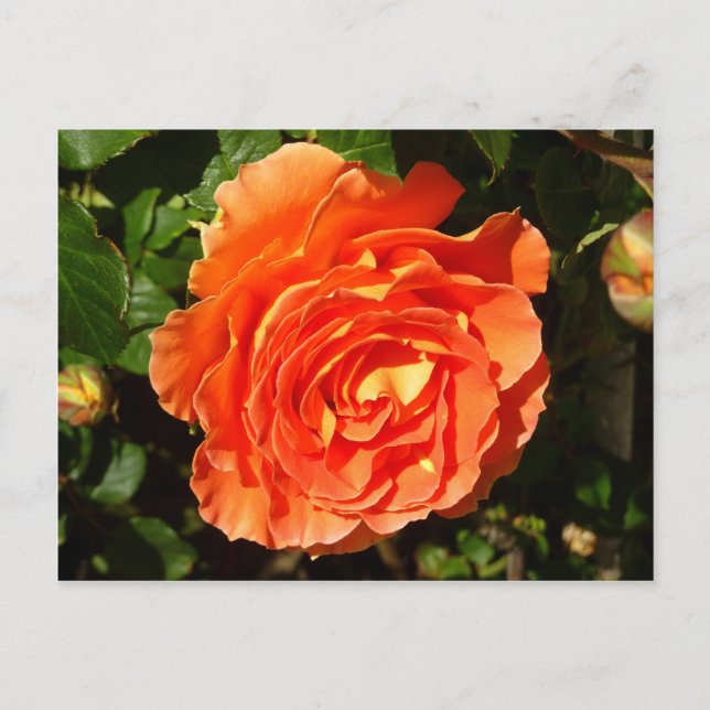 Carte Postale Orange Rose I Plutôt Floral (Devant)