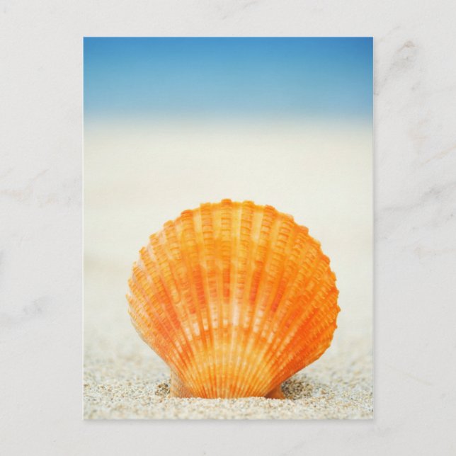 Carte Postale Orange Scallop Shell Standing Upright In Sand (Devant)