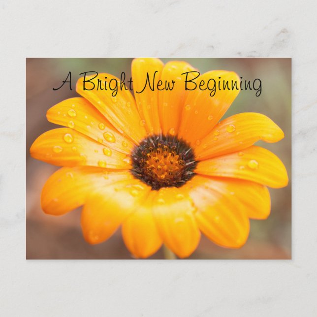 Carte Postale Orange Spring Flash Daisy Gros plan Photo personna (Devant)