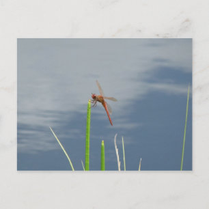 Carte Postale Orange sur le brin d'herbe