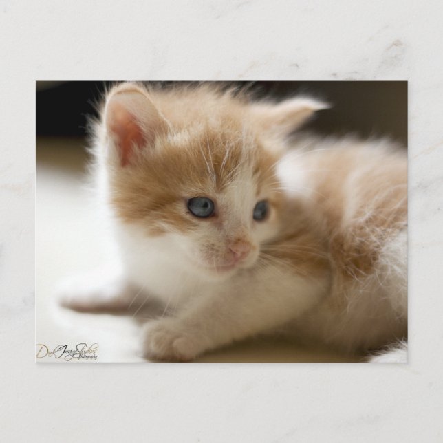 Carte postale Orange Tabby (Devant)