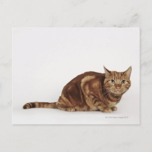 Carte Postale Orange Tabby