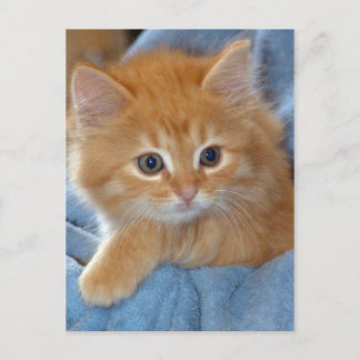 Carte postale Orange Tabby Kitten