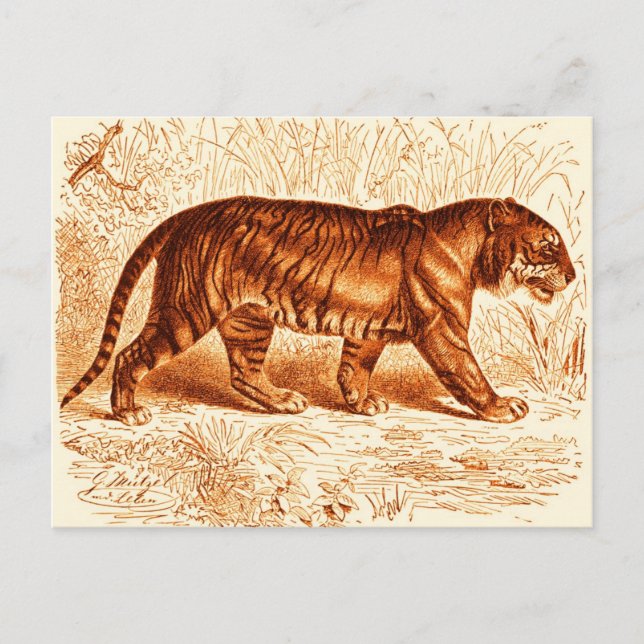Carte postale Orange Tiger (Devant)