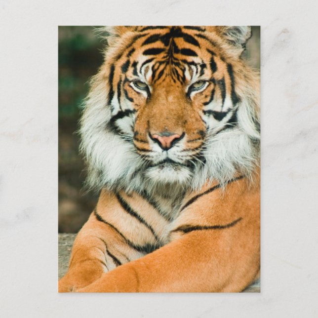 Carte postale Orange Tiger (Devant)