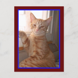 Carte postale Orange Tiger Kitty