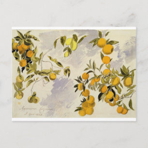 Carte Postale Orange Trees, 1863 (w/c, stylo et encre sur graphi